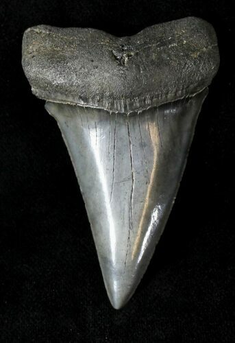 Large Fossil Mako Shark Tooth - #20758